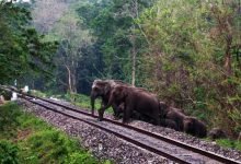Assam- Prompt action by patrolmen prevents elephant dashing