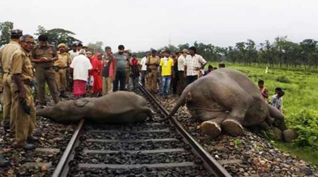 Assam: speeding train kills 5 wild elephants