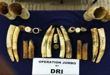Assam: DRI seized 24 pieces of ivory from a railway employee