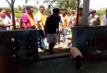 Assam: Former KLO rebels setup Piggery Farm in Kokrajhar