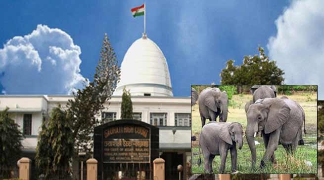 Transfer of elephants case: Gauhati HC seeks clarification, hearing continue
