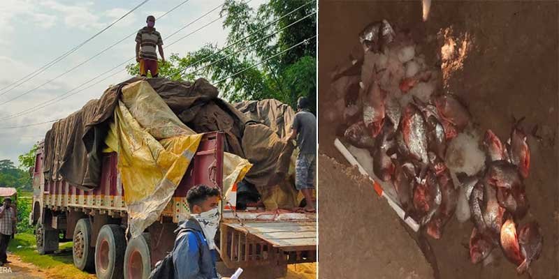 Assam: 480 kg stale fish imported from Andhra Pradesh seized and destroyed in Hailakandi 