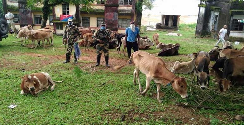 Meghalaya: BSF seizes 53 cattle from indo-bangla border