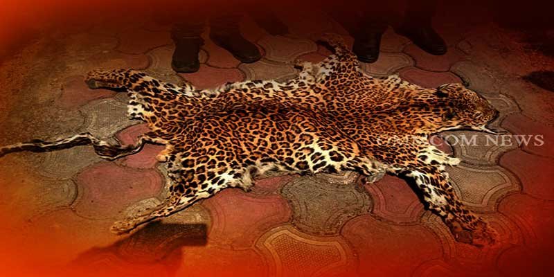 Assam: Animal skins smuggling racket busted, 3 poachers arrested