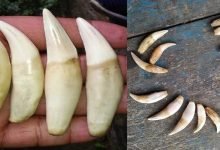 Assam: 16 tiger teeth sezied, 4 arrested in Karbianglong