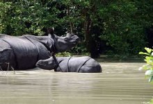 Assam: Meeting held to mitigate flood in Kaziranga National Park