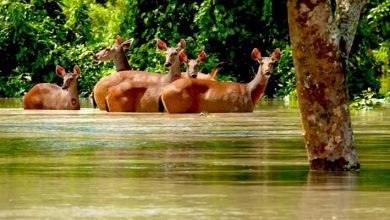 Assam: Floods claim lives of feral horses, hog deer in Assam national parks