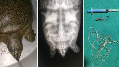 Assam: WTI’s veterinarian removes fishing hook swallowed by endangered turtle