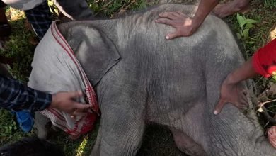 Assam: Elephant calf rescued by Forest personnel; shifted to rehabilitation centre