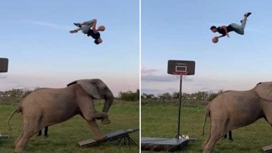 Viral Video: Man performs amazing basketball tricks with involving an elephant
