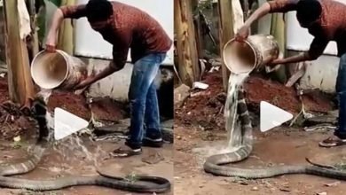Watch viral video of a man bathing and feeding snake