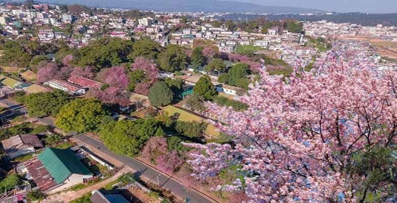 Meghalaya: Shillong Cherry Blossom Festival is Back