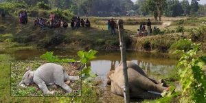 Assam: Two elephants die due to suspected poisoning in Karbi Anglong