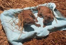 Assam: Two Royal Bengal cubs born in Assam State Zoo