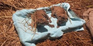 Assam: Two Royal Bengal cubs born in Assam State Zoo