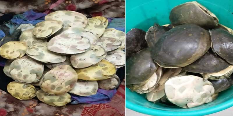 Assam: RPF recovered Rare species of turtles at Kamakhya Railway Station