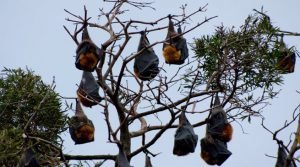 A bizarre village in India where bats are worshipped