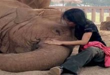 Must watch- Elephant falls asleep after woman sings lullaby