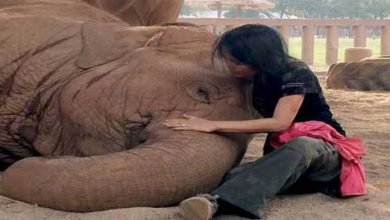 Must watch- Elephant falls asleep after woman sings lullaby
