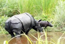 Rehabilitated Rhino Gives Birth to Second Calf in Manas National Park