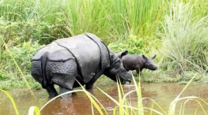  Rehabilitated Rhino Gives Birth to Second Calf in Manas National Park