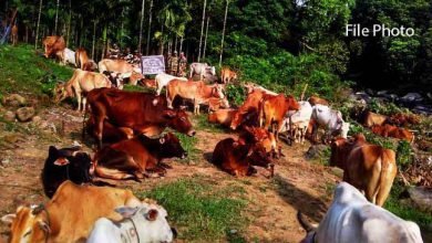 Meghalaya: BSF Seizes Huge Cattle at Indo-Bangladesh Border