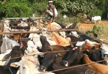 Border Security Force ( BSF ) seized a huge haul of cattle while being illegally transported by the cattle smugglers taking them to Bangladesh from India.