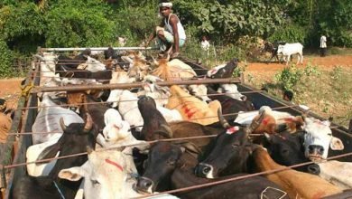 Border Security Force ( BSF ) seized a huge haul of cattle while being illegally transported by the cattle smugglers taking them to Bangladesh from India.