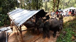 Massive Eviction Drive in Amchang Wildlife Sanctuary, 400 houses demolished