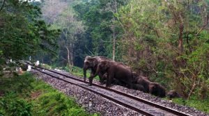 Assam- Prompt action by patrolmen prevents elephant dashing