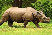 Assam: Poachers killed adult Rhino in Kaziranga National Park