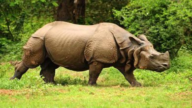 Assam: Poachers killed adult Rhino in Kaziranga National Park