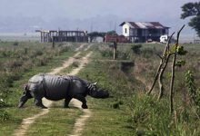 Assam: Pobitora Wildlife Sanctuary have 102 Rhino- census report
