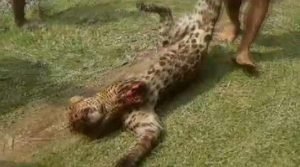 Assam: Local killed Leopard near Dibrugarh