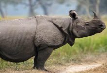 Assam: Poachers killed adult Rhino out side KNP