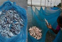 Assam: Fishing nets banned across Hailakandi district from April