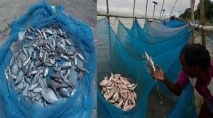 Assam: Fishing nets banned across Hailakandi district from April