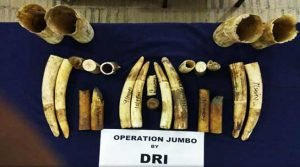 Assam: DRI seized 24 pieces of ivory from a railway employee