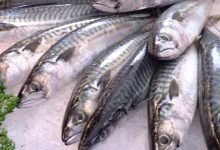 Assam govt bans fish import from other state on formalin
