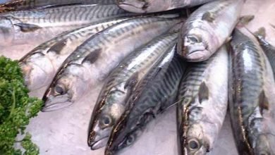 Assam govt bans fish import from other state on formalin