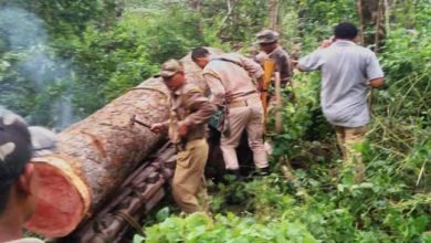 Assam: Fores officials seizes Illegal Sal Logs worth of Rs 10 Lakhs