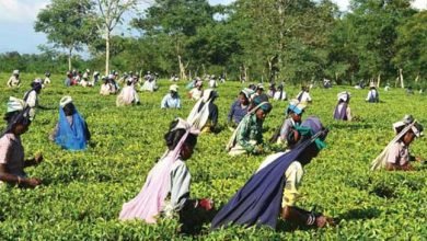 Assam:  Durga Puja bonus for tea garden workers discussed