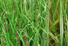 Assam: Pests destroy crop in some parts of Hailakandi