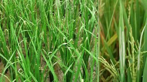 Assam: Pests destroy crop in some parts of Hailakandi