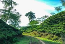 Assam: Ensure last-mile delivery of schemes, DC Hailakandi tells tea garden managers