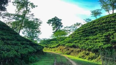 Assam: Ensure last-mile delivery of schemes, DC Hailakandi tells tea garden managers