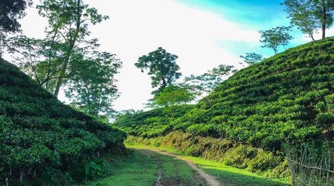 Assam: Ensure last-mile delivery of schemes, DC Hailakandi tells tea garden managers