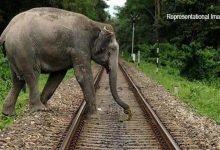 Assam: Elephant lost life in train accident near lumding