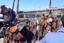 A video of wild animal hunting in Arunachal Pradesh, is goes viral on social media