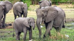 Assam: NGO files PIL against transfer of 4 Elephants from Assam to Gujrat on lease